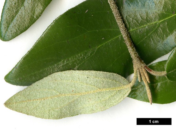 High resolution image: Family: Adoxaceae - Genus: Viburnum - Taxon: ×burkwoodii - SpeciesSub: 'Conoy' (V.×burkwoodii 'Park Farm Hybrid' × V.utile)